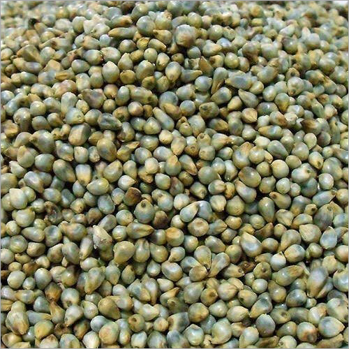 Green millet (bajra) cleaned and dried — suitable for food & feed