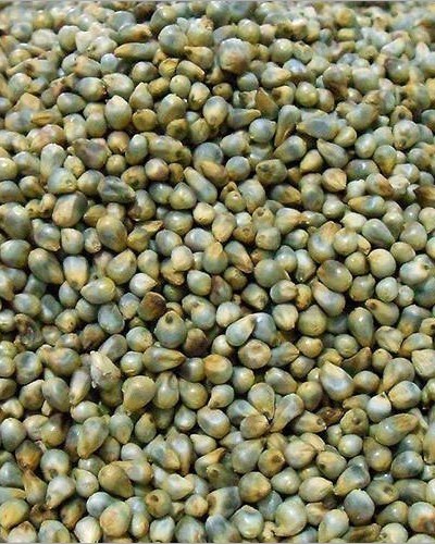 Green millet (bajra) premium grains for poultry, cattle and bird feed