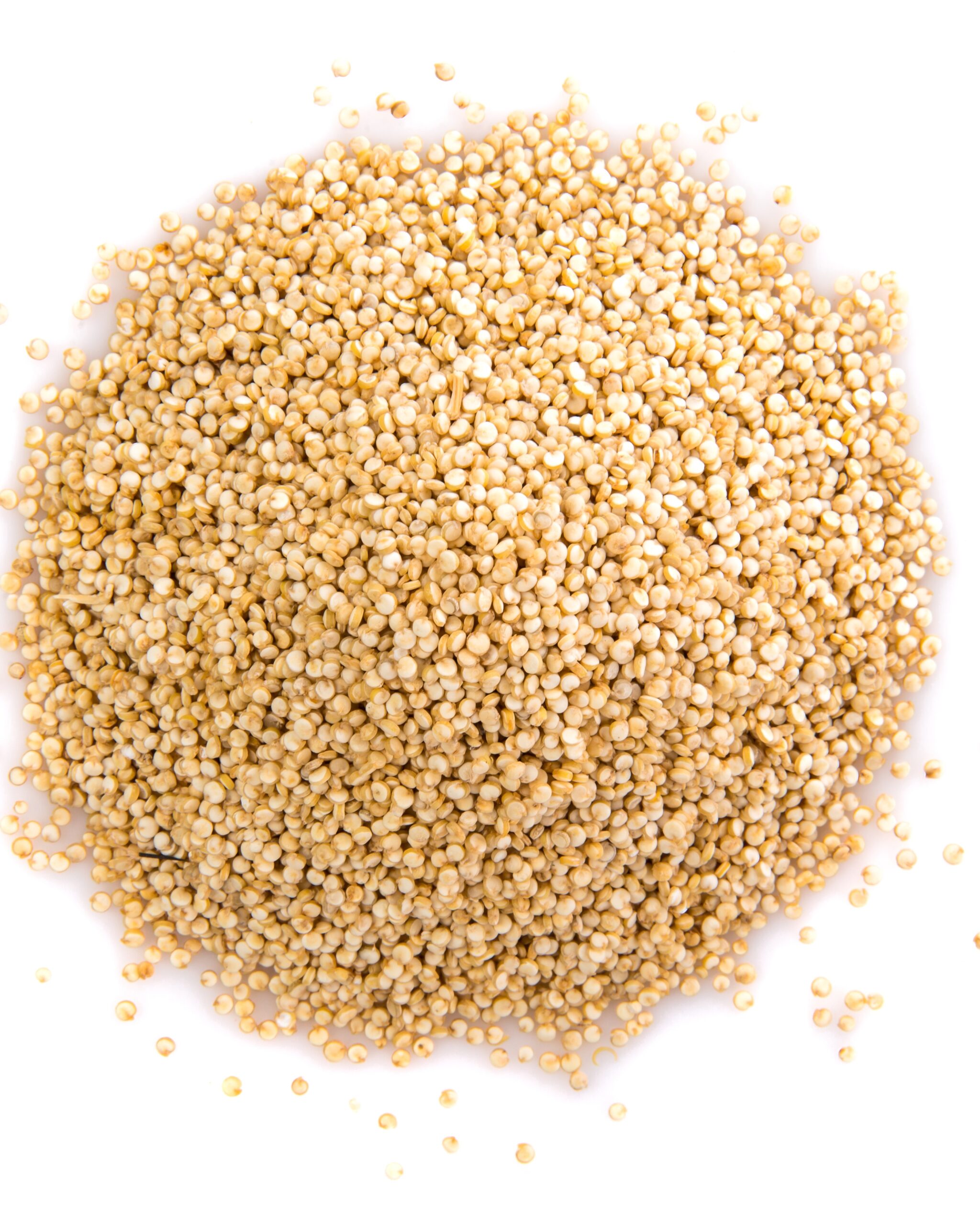 Clean dried sorghum grain (jowar) in creamy color — food, feed and industrial use