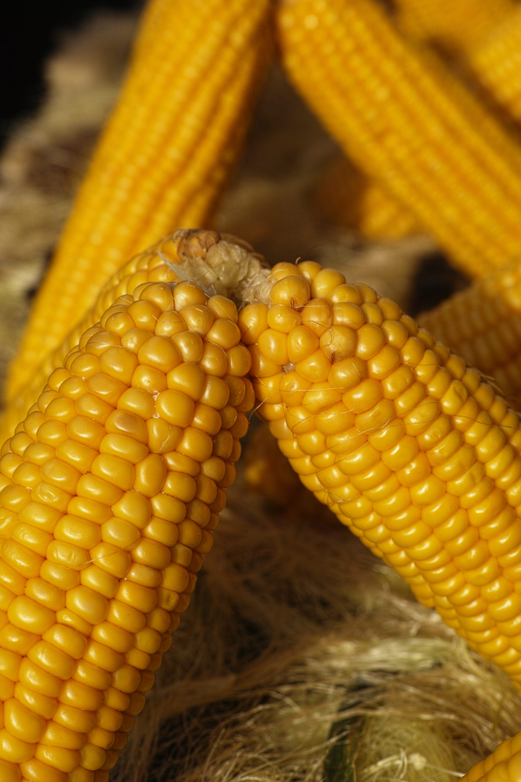 Golden yellow maize kernels selected for human consumption, animal feed, and industry