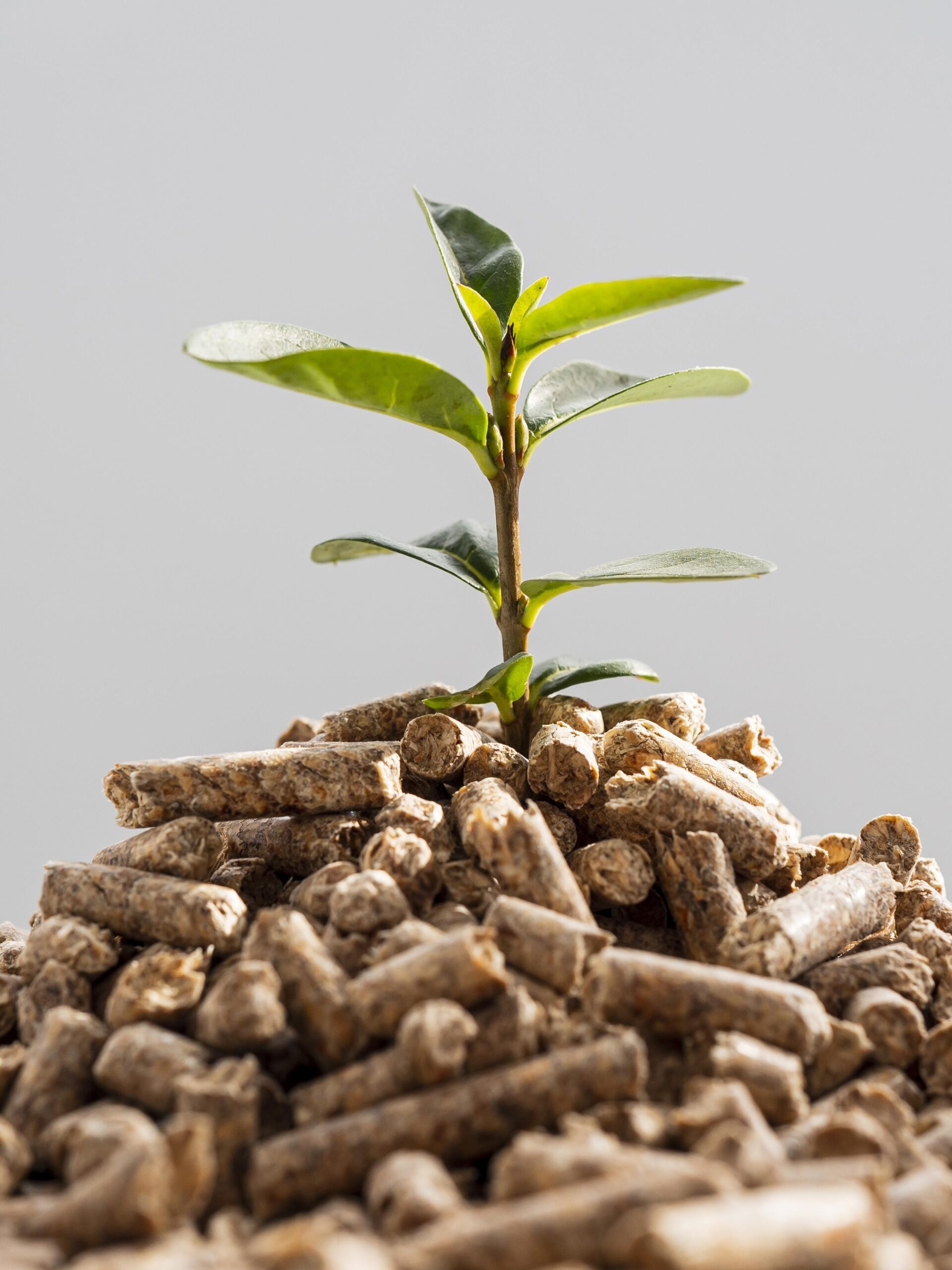 front-view-plant-growing-from-pellets